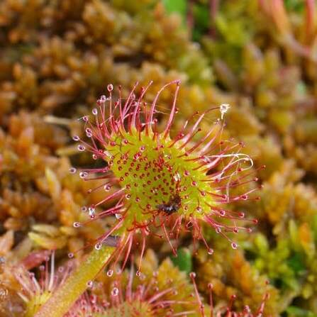 Giant Sundew Seeds