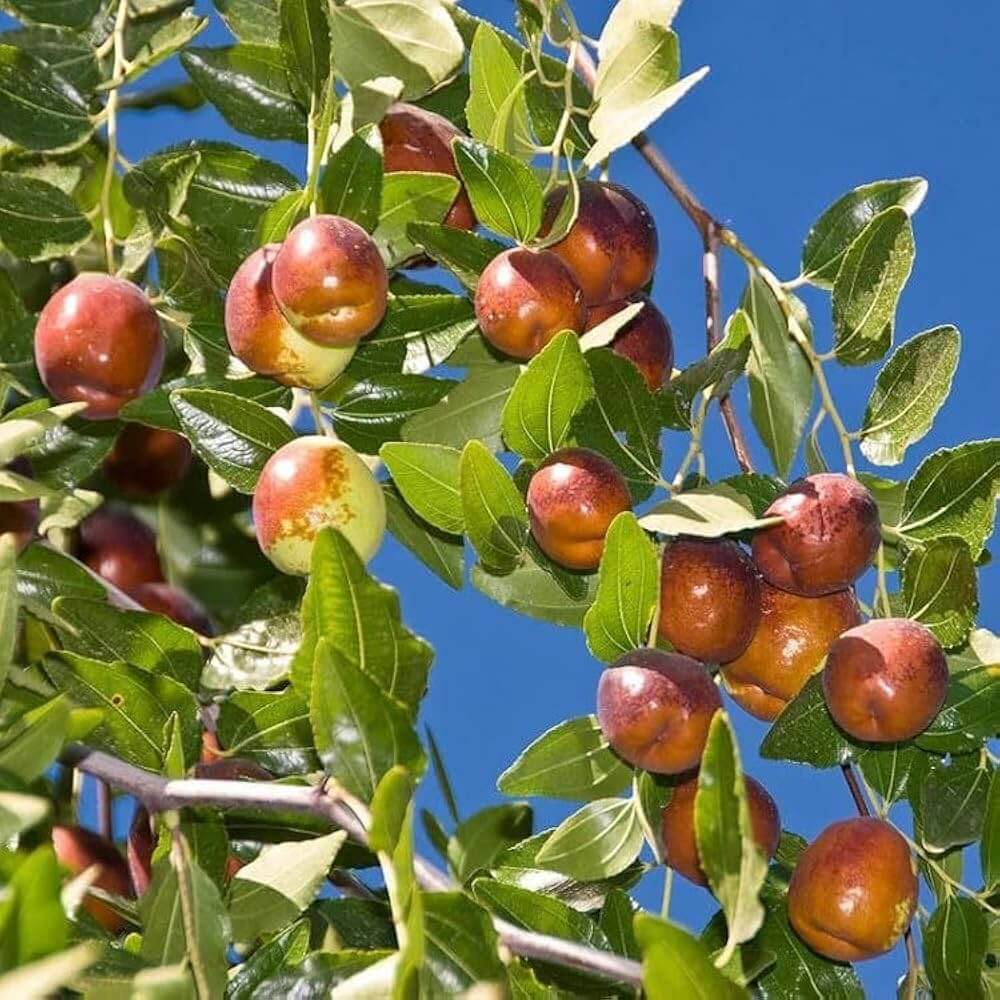 Giant Sweet Jujube Seeds