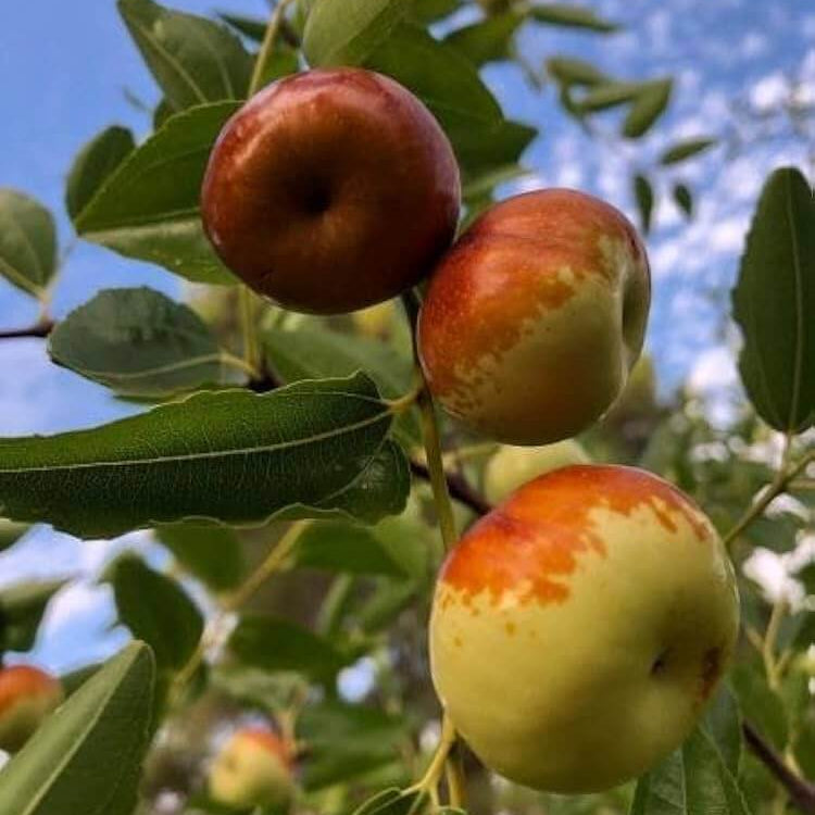 Giant Sweet Jujube Seeds