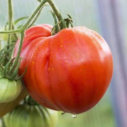 Giant Syrian Tomato Seeds 
