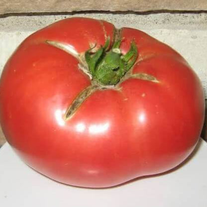 Giant Syrian Tomato Seeds 
