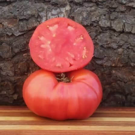 Giant Syrian Tomato Seeds 