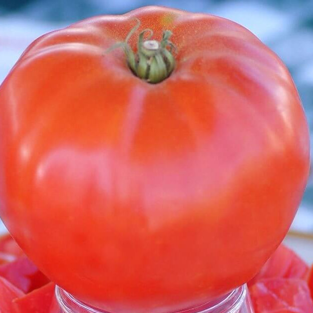 Giant Syrian Tomato Seeds 