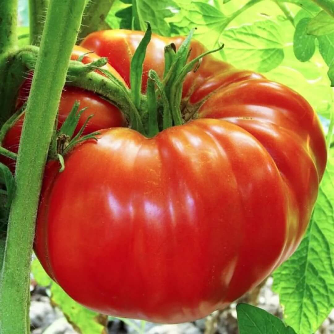 Giant Tomato Seeds 