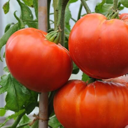 Giant Tomato Seeds 