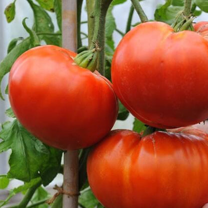 Giant Tomato Seeds 