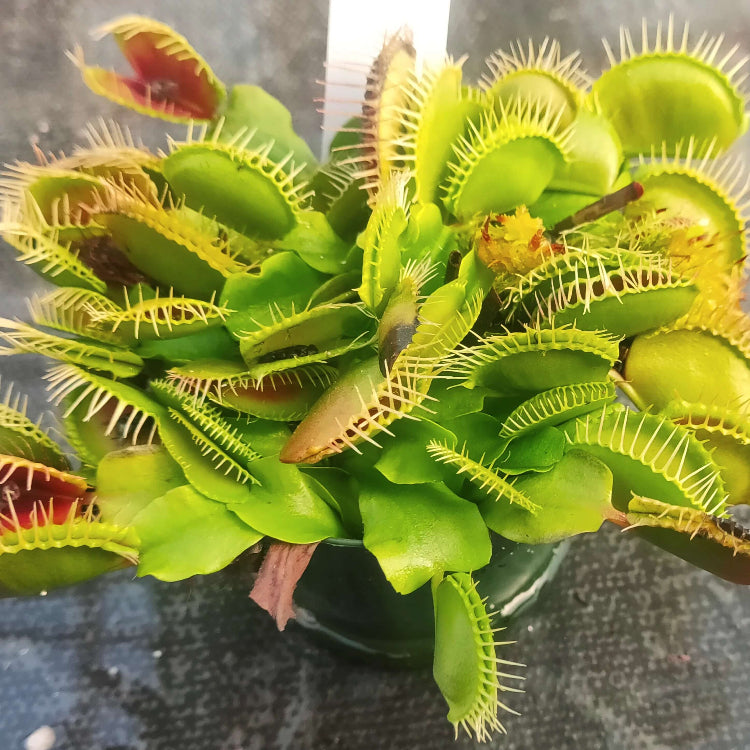 Giant Venus Flytrap Seeds 