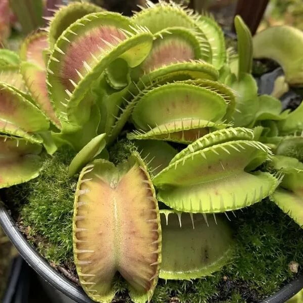 Giant Venus Flytrap Seeds 