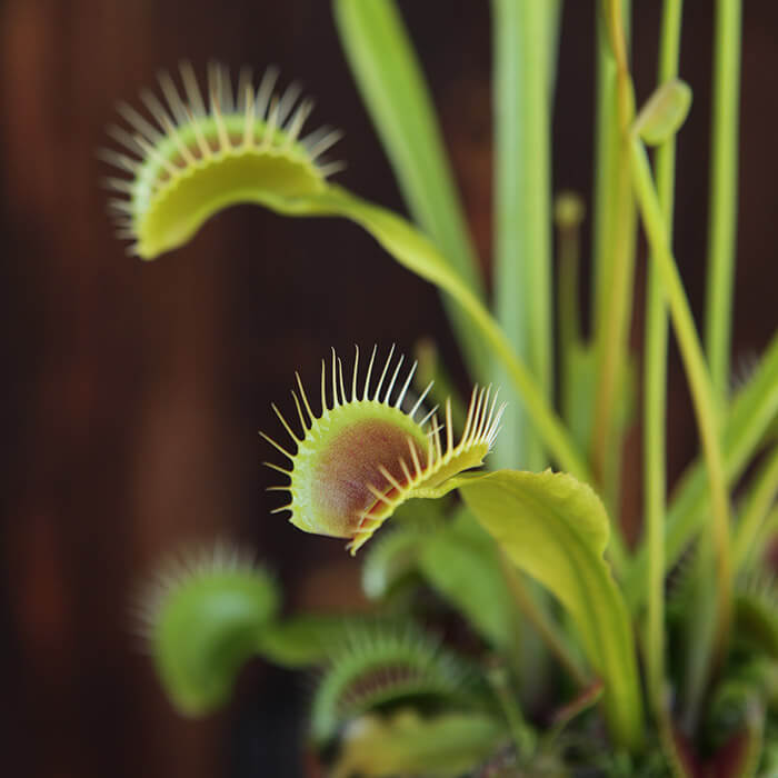 Giant Venus Flytrap Seeds 