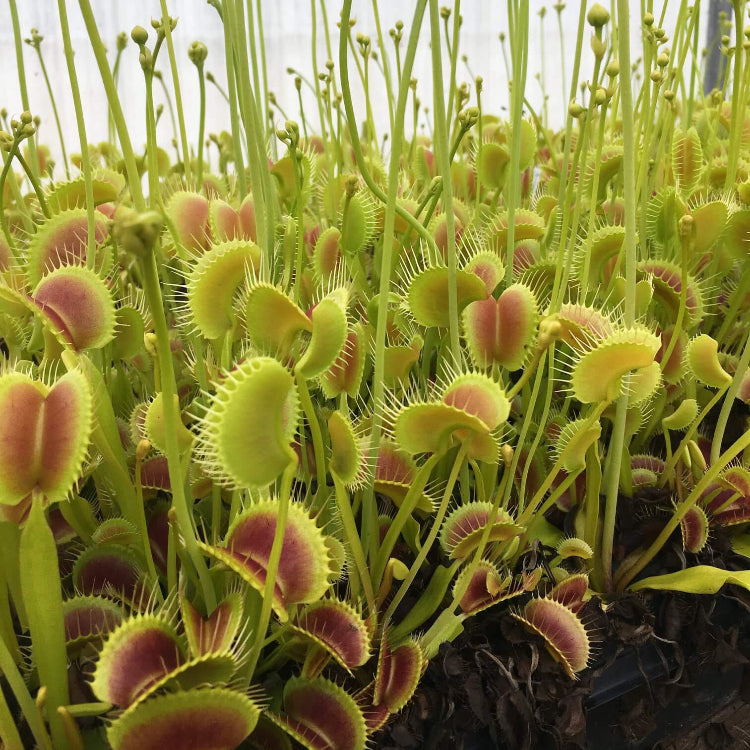 Giant Venus Flytrap Seeds 