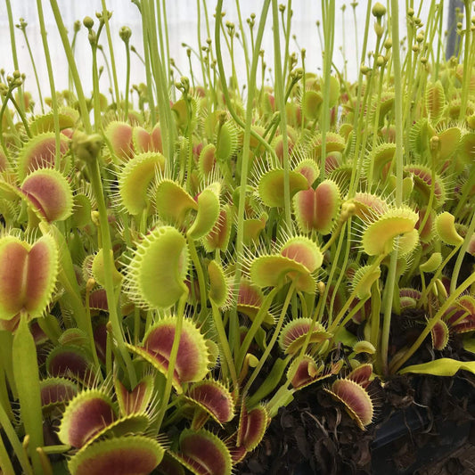 Giant Venus Flytrap Seeds 