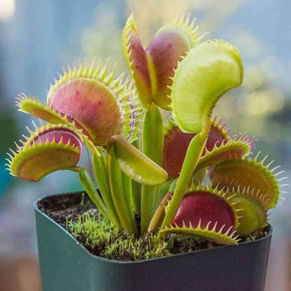 Giant Venus Flytrap Seeds 
