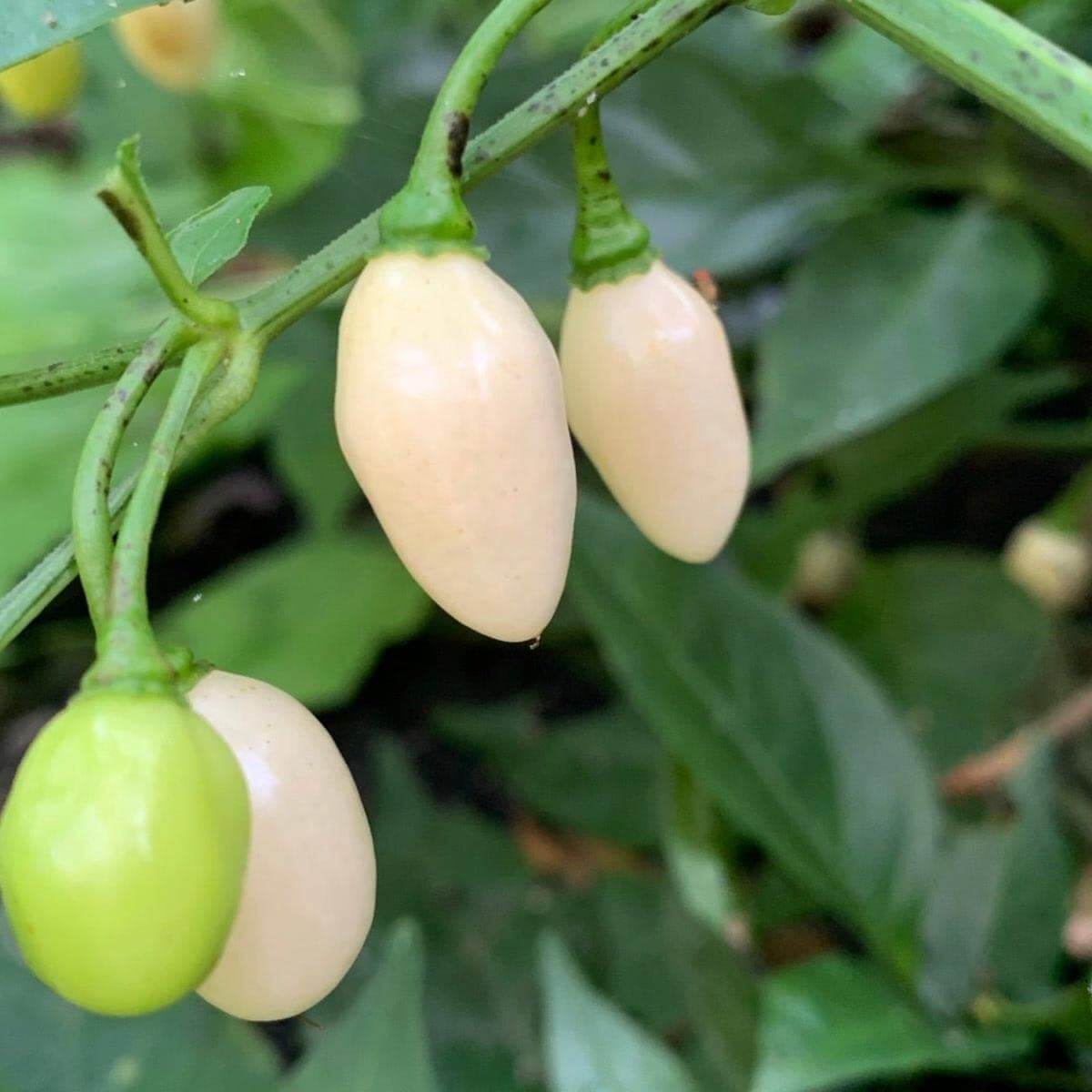 Giant White Habanero Seeds