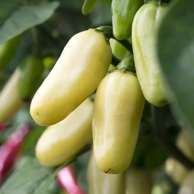 Giant White Habanero Seeds
