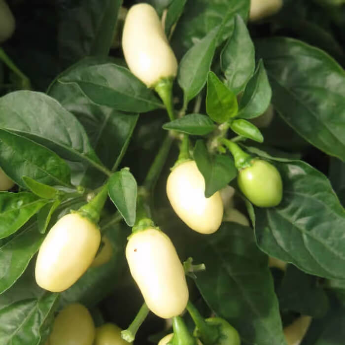 Giant White Habanero Seeds