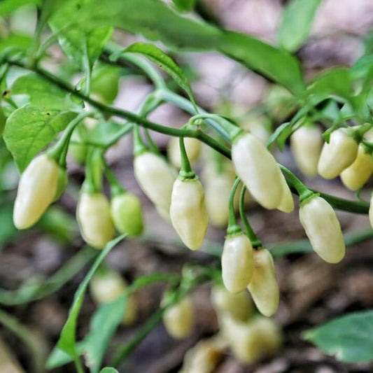 Giant White Habanero Seeds