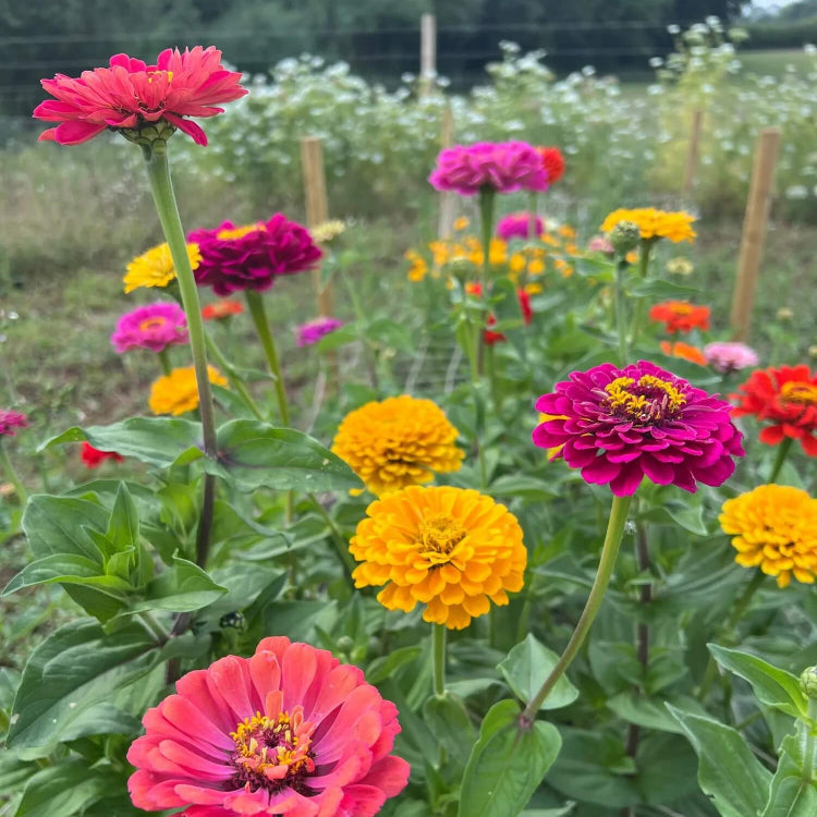 Giant Zinnia Seeds - Flower Plant