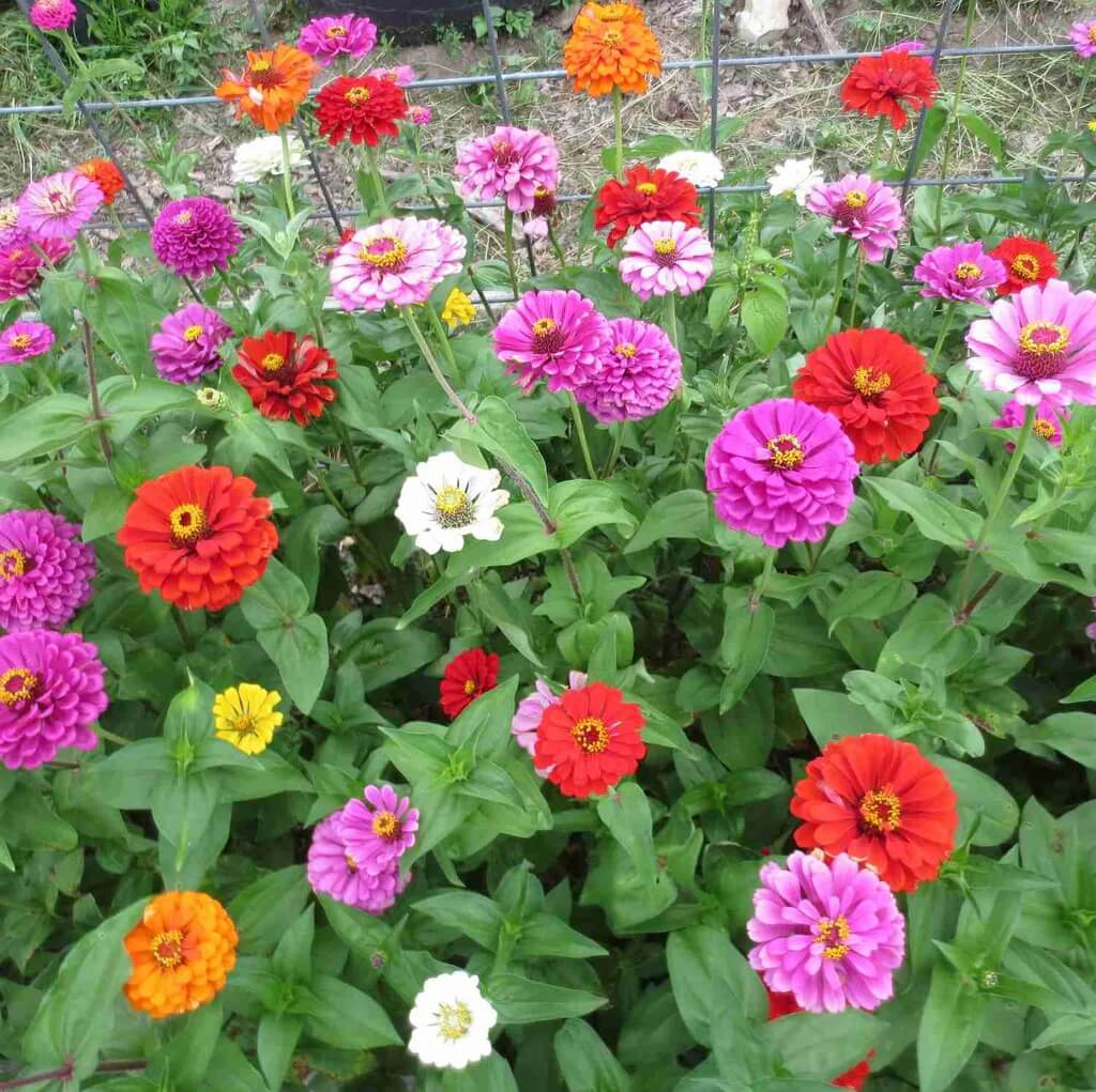 Giant Zinnia Seeds - Flower Plant