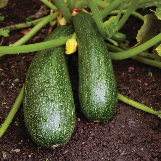 Giant Zucca Gourd Seeds