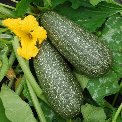Giant Zucca Gourd Seeds