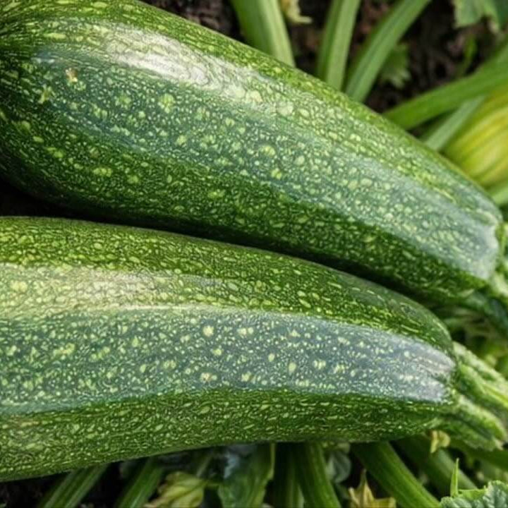 Giant Zucca Gourd Seeds