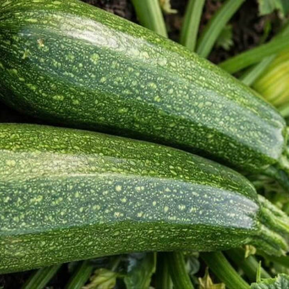 Giant Zucca Gourd Seeds