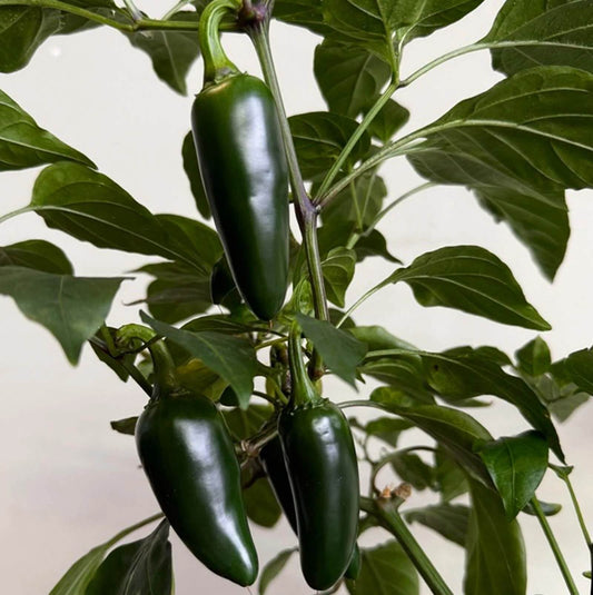 Giant jalapeno seeds - Vegetable Plant