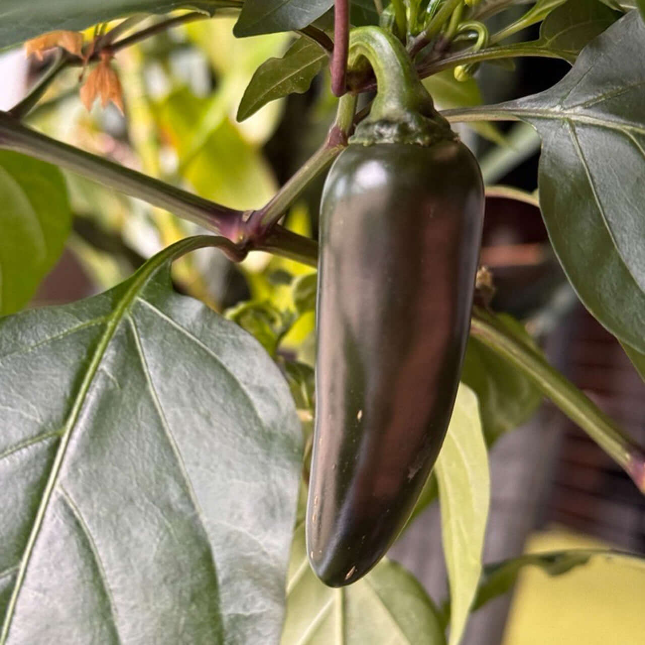 Giant jalapeno seeds - Vegetable Plant