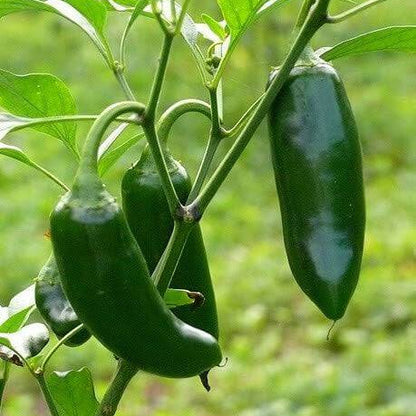 Giant jalapeno seeds - Vegetable Plant