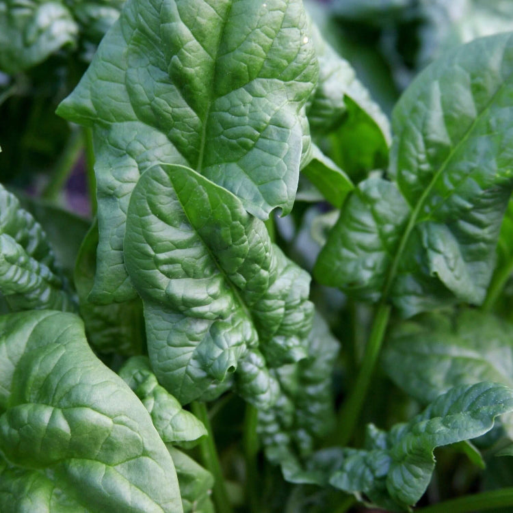 Giant noble spinach seeds - Vegetable Plant