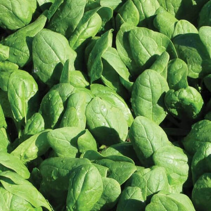 Giant noble spinach seeds - Vegetable Plant