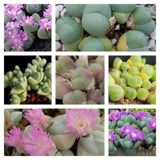 Gibbaeum Plant seeds - All in for home gardens