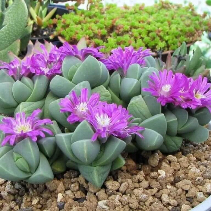 Gibbaeum Plant seeds - All in for home gardens