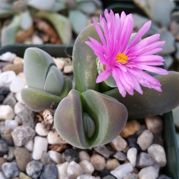 Gibbaeum Plant seeds - All in for home gardens