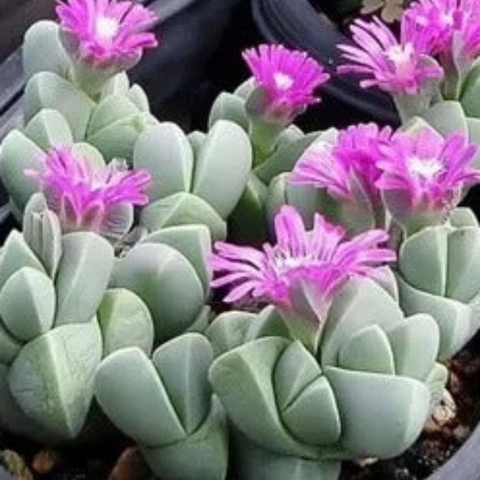 Gibbaeum Plant seeds - All in for home gardens