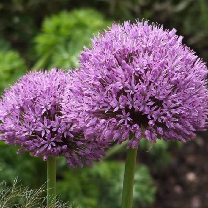 Giganteum Allium Seeds 