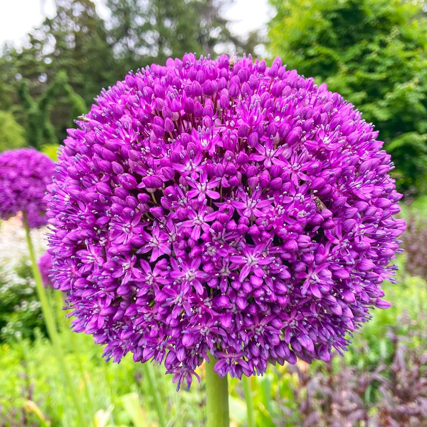 Giganteum Allium Seeds 