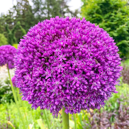 Giganteum Allium Seeds 