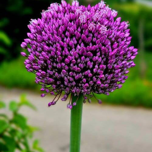 Giganteum Allium Seeds 