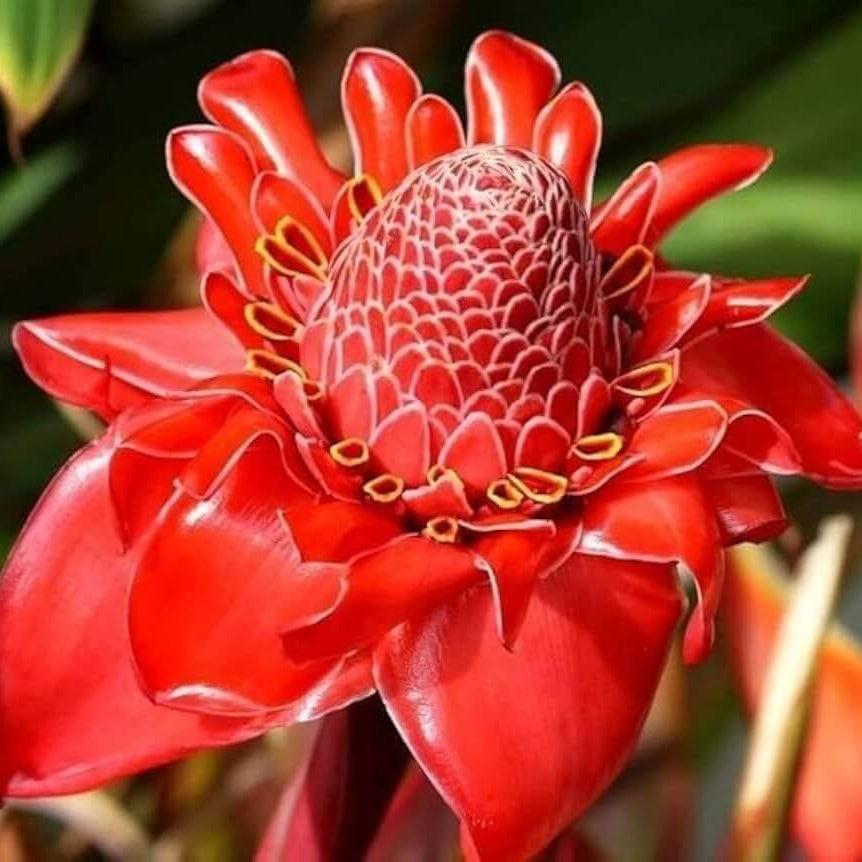 Ginger Flower Seeds