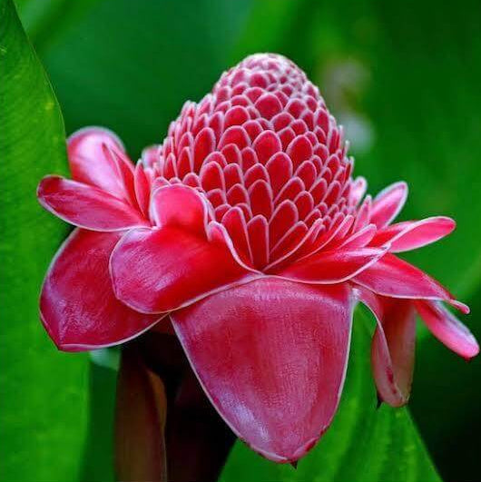 Ginger Flower Seeds