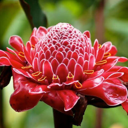 Ginger Flower Seeds