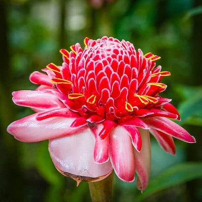 Ginger Flower Seeds