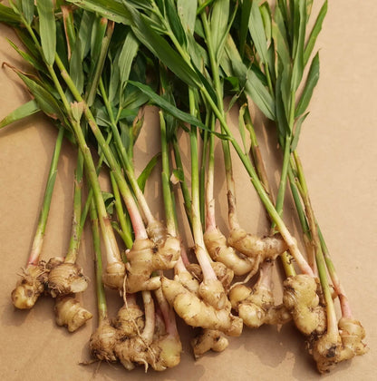 Ginger Seeds - Herbal Plant for Home Gardens