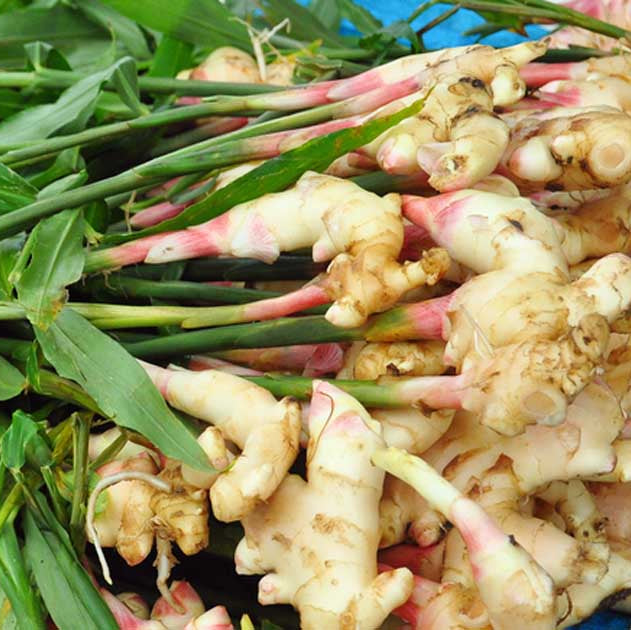 Ginger Seeds - Herbal Plant for Home Gardens