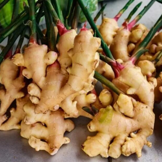Ginger Seeds - Herbal Plant for Home Gardens