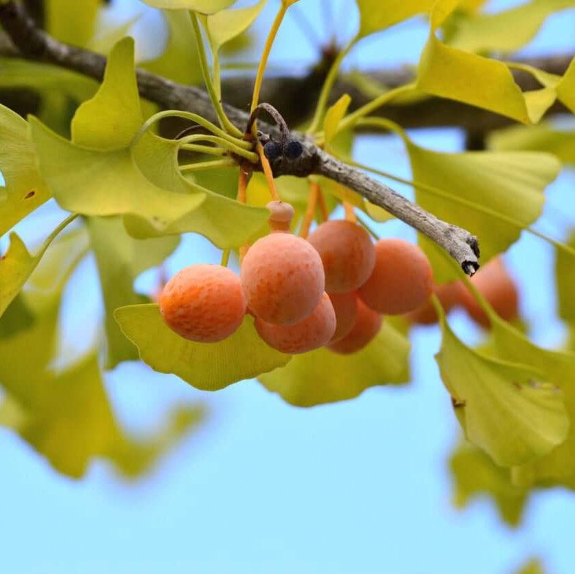 Ginkgo Biloba Seeds - Herbal Plant