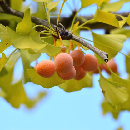 Ginkgo Biloba Seeds - Herbal Plant