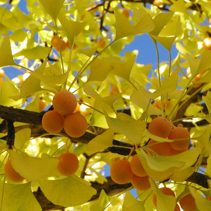 Ginkgo Biloba Seeds - Herbal Plant