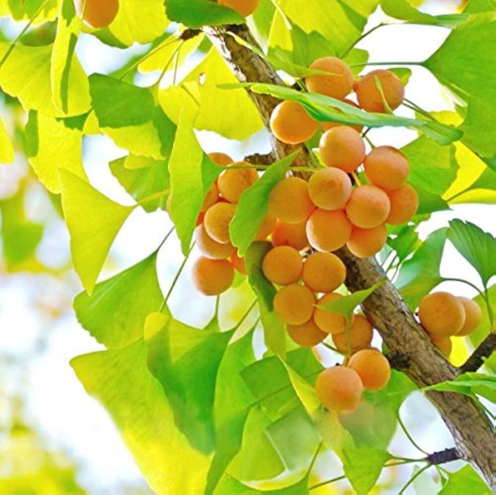 Ginkgo Seeds